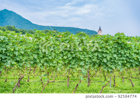 [Yamanashi Prefecture] Akino's vineyard 92584774
