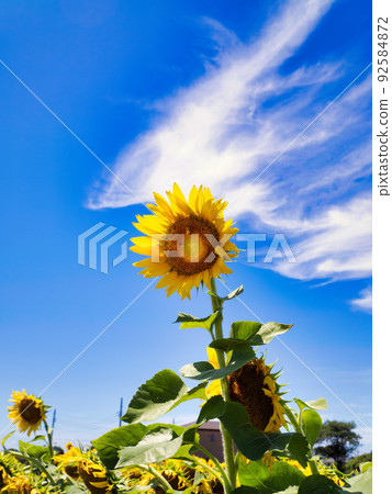 Sunflower field under the blue sky in midsummer 92584872