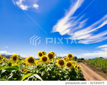 Sunflower field under the blue sky in midsummer Sunflower field under the blue sky in midsummer 92584875