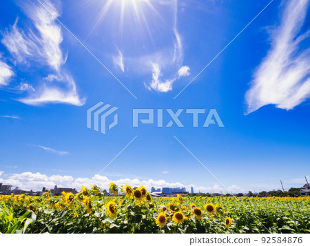 Sunflower field under the blue sky in midsummer Sunflower field under the blue sky in midsummer 92584876