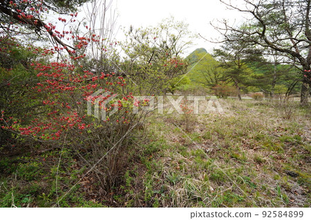 Haruna Kogen azalea season in early summer, Gunma Prefecture Haruna Kogen Numahara azaleas are still in bloom May 22, 2022 Haruna Kogen azalea season in early summer, Gunma Prefecture Haruna Kogen Numahara azaleas are still in bloom May 22, 2022 92584899