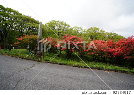 Gunma Prefecture, Haruna Kogen in early summer, azalea season, near the entrance to the azalea road near Yaseonetoge, May 22, 2022 92584917