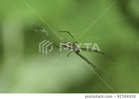 Spider and cobweb in the forest Spider and cobweb in the forest 92584930