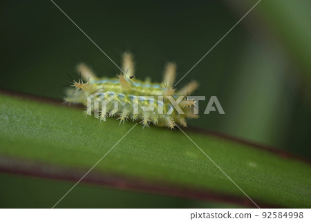 綠色有莿的毛毛蟲在植物葉子上爬行 92584998