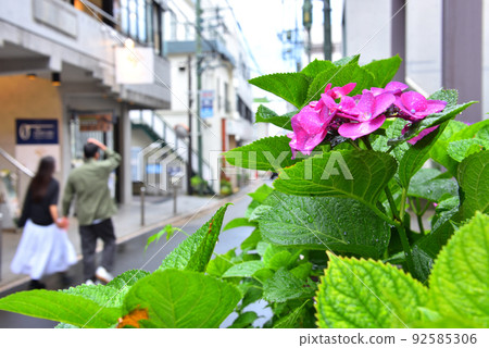 元町盛開的繡球花和情侶 92585306