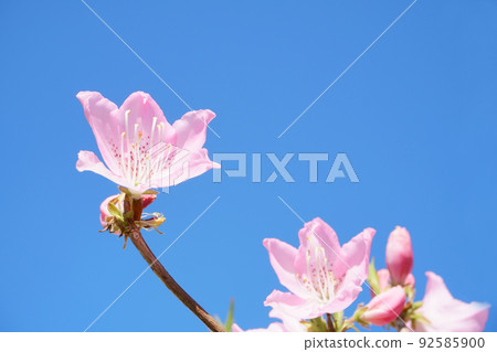 花園裡盛開的粉紅色杜鵑花 92585900