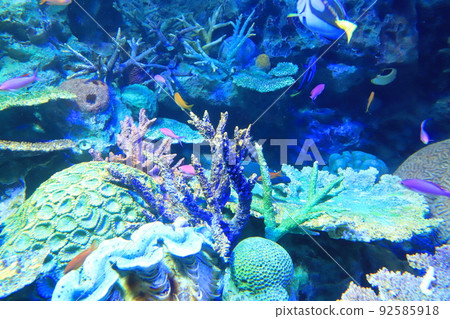 陽光水族館珊瑚礁和五顏六色的魚 92585918