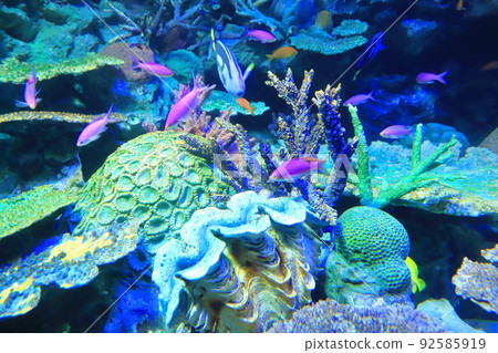 陽光水族館珊瑚礁和五顏六色的魚 陽光水族館珊瑚礁和五顏六色的魚 92585919