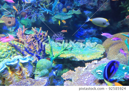 陽光水族館珊瑚礁和五顏六色的魚 陽光水族館珊瑚礁和五顏六色的魚 92585924