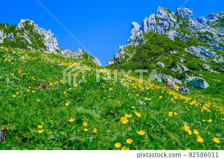 Senjojiki Curl Flower Field Senjojiki Curl Flower Field 92586011