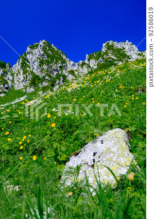 Iwamine and alpine plants (vertical) Iwamine and alpine plants (vertical) 92586019