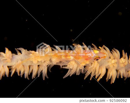 Overhead of glass goby 92586092