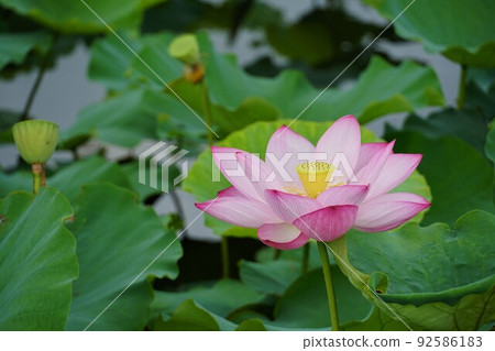千葉縣夏季水鄉佐原綾女公園“Hasu Matsuri”盛開的蓮花的特寫圖像 92586183