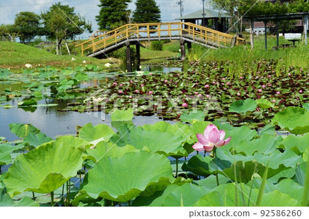 千葉縣夏季水鄉佐原綾女公園“蓮花節”荷花和睡蓮盛開的風景 92586260