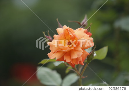 Arao City Ominous Citizen Flower Bed Rose Flower, Arao City Ominous Citizen Flower Bed Rose Flower, 92586276