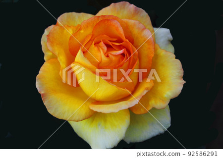 玫瑰綻放的顏色是黃色和朱紅色的混合物,顏色很奇怪。 玫瑰綻放的顏色是黃色和朱紅色的混合物,顏色很奇怪。 92586291