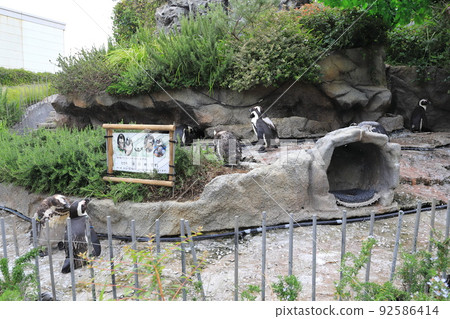 陽光水族館換毛非洲企鵝 陽光水族館換毛非洲企鵝 92586414