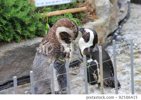 Sunshine Aquarium Moulting African Penguin 92586415
