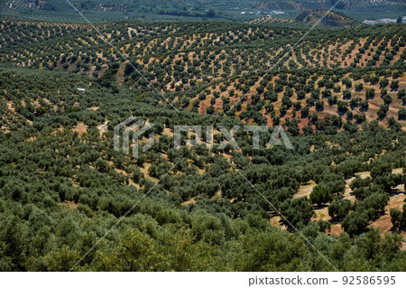 detail of an olive grove in Rute, Andalusia, Spain detail of an olive grove in Rute, Andalusia, Spain 92586595