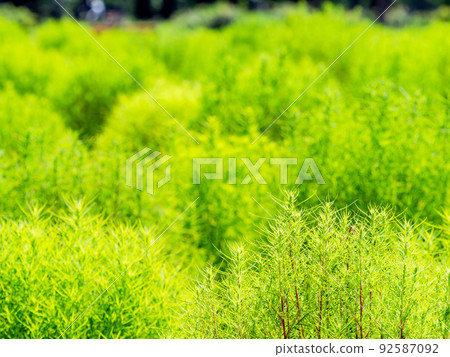 Midsummer Kokia with beautiful fresh green 92587092