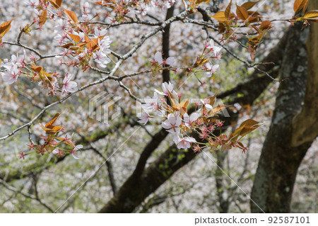 Cherry blossoms blooming in the mountains Spring April Okutama Cherry blossoms blooming in the mountains Spring April Okutama 92587101