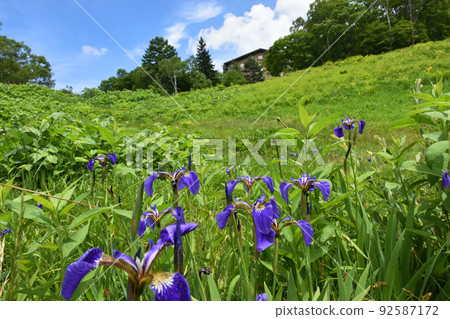 [長野縣下高井區] Shiga Ayame Shiga Iris 92587172