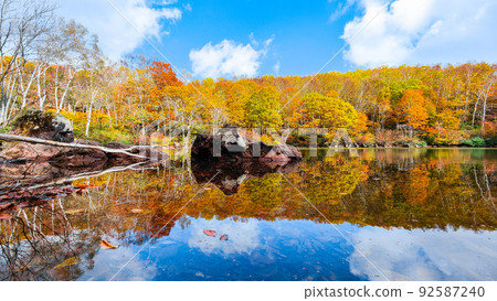 Autumn leaves of Sennin Pond (Sasagamine Plateau) 92587240
