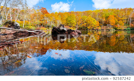 Autumn leaves of Sennin Pond (Sasagamine Plateau) 92587242