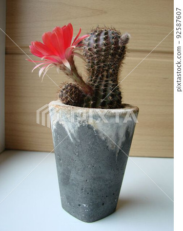 Large red bloom on hedgehog cactus in a pot at home. Two flowers at the same time, blooming thorny plant Large red bloom on hedgehog cactus in a pot at home. Two flowers at the same time, blooming thorny plant 92587607