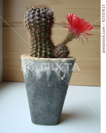 Large red bloom on hedgehog cactus in a pot at home. Two flowers at the same time, blooming thorny plant Large red bloom on hedgehog cactus in a pot at home. Two flowers at the same time, blooming thorny plant 92587615