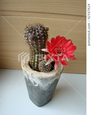 Large red bloom on hedgehog cactus in a pot at home. Two flowers at the same time, blooming thorny plant Large red bloom on hedgehog cactus in a pot at home. Two flowers at the same time, blooming thorny plant 92587624