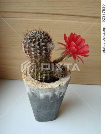 Large red bloom on hedgehog cactus in a pot at home. Two flowers at the same time, blooming thorny plant Large red bloom on hedgehog cactus in a pot at home. Two flowers at the same time, blooming thorny plant 92587630
