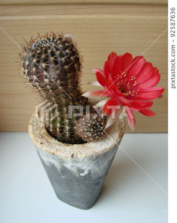 Large red bloom on hedgehog cactus in a pot at home. Two flowers at the same time, blooming thorny plant Large red bloom on hedgehog cactus in a pot at home. Two flowers at the same time, blooming thorny plant 92587636