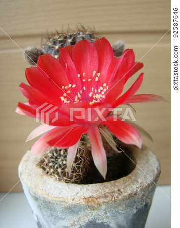 Large red bloom on hedgehog cactus in a pot at home. Two flowers at the same time, blooming thorny plant Large red bloom on hedgehog cactus in a pot at home. Two flowers at the same time, blooming thorny plant 92587646