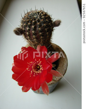 Large red bloom on hedgehog cactus in a pot at home. Two flowers at the same time, blooming thorny plant 92587651