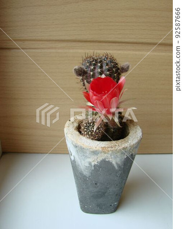 Large red bloom on hedgehog cactus in a pot at home. Two flowers at the same time, blooming thorny plant 92587666