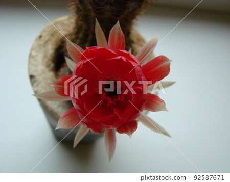 Large red bloom on hedgehog cactus in a pot at home. Two flowers at the same time, blooming thorny plant Large red bloom on hedgehog cactus in a pot at home. Two flowers at the same time, blooming thorny plant 92587671