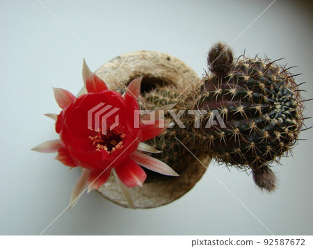 Large red bloom on hedgehog cactus in a pot at home. Two flowers at the same time, blooming thorny plant 92587672