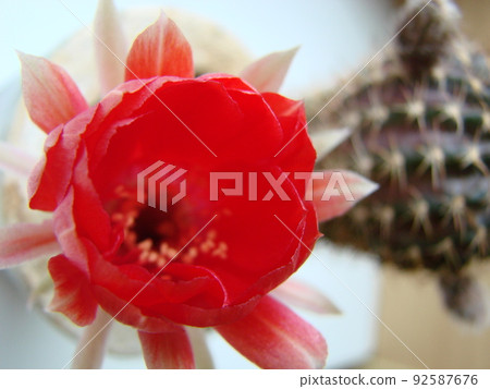 Large red bloom on hedgehog cactus in a pot at home. Two flowers at the same time, blooming thorny plant 92587676