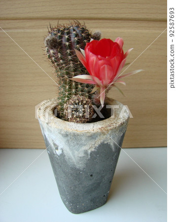 Large red bloom on hedgehog cactus in a pot at home. Two flowers at the same time, blooming thorny plant 92587693