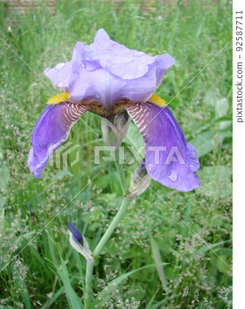 Iris germanica. Closeup of flower bearded iris in garden. A plant with impressive flowers, garden decoration. 92587711