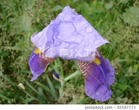 Iris germanica. Closeup of flower bearded iris in garden. A plant with impressive flowers, garden decoration. Iris germanica. Closeup of flower bearded iris in garden. A plant with impressive flowers, garden decoration. 92587713