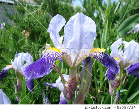 Iris germanica. Closeup of flower bearded iris in garden. A plant with impressive flowers, garden decoration. Iris germanica. Closeup of flower bearded iris in garden. A plant with impressive flowers, garden decoration. 92587734