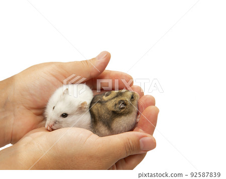 A white and gray hamster in his hands on a white background with a copy-paste A white and gray hamster in his hands on a white background with a copy-paste 92587839
