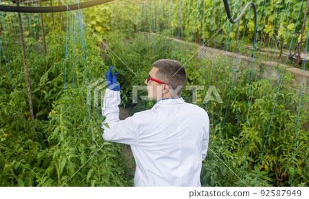 Plant disease agronomist. Junior agricultural scientists research greenhouse plants and look for a way to control pests. Yellowed leaf. Scientist in white coat. Diseases of agricultural plants 92587949