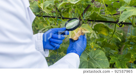 Plant disease agronomist. Junior agricultural scientists research greenhouse plants and look for a way to control pests. Yellowed leaf. Scientist in white coat. Diseases of agricultural plants Plant disease agronomist. Junior agricultural scientists research greenhouse plants and look for a way to control pests. Yellowed leaf. Scientist in white coat. Diseases of agricultural plants 92587965
