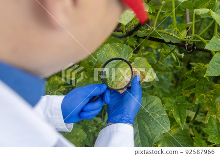 Plant disease agronomist. Junior agricultural scientists research greenhouse plants and look for a way to control pests. Yellowed leaf. Scientist in white coat. Diseases of agricultural plants Plant disease agronomist. Junior agricultural scientists research greenhouse plants and look for a way to control pests. Yellowed leaf. Scientist in white coat. Diseases of agricultural plants 92587966