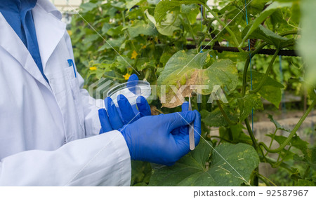 Plant disease agronomist. Junior agricultural scientists research greenhouse plants and look for a way to control pests. Yellowed leaf. Scientist in white coat. Diseases of agricultural plants Plant disease agronomist. Junior agricultural scientists research greenhouse plants and look for a way to control pests. Yellowed leaf. Scientist in white coat. Diseases of agricultural plants 92587967