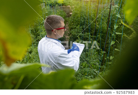 Plant disease agronomist. Junior agricultural scientists research greenhouse plants and look for a way to control pests. Yellowed leaf. Scientist in white coat. Diseases of agricultural plants 92587983