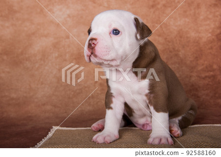Funny American Bullies puppy on brown background 92588160